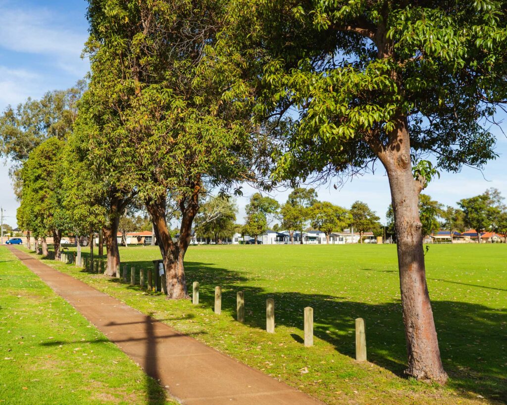 trees-in-a-park